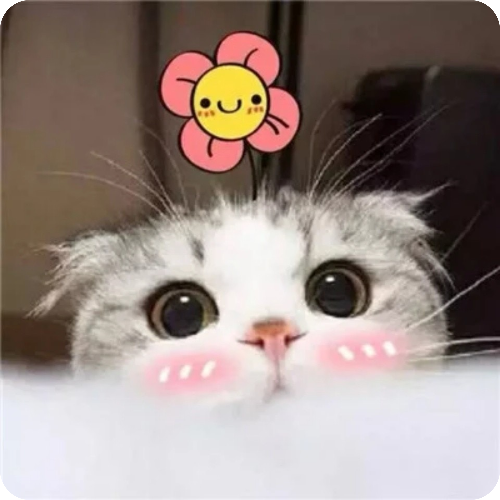 专家头像