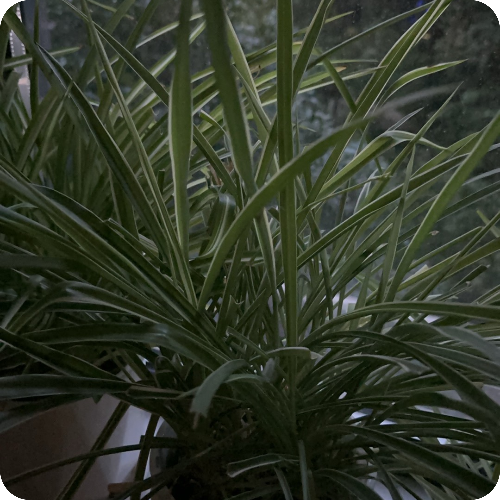专家头像