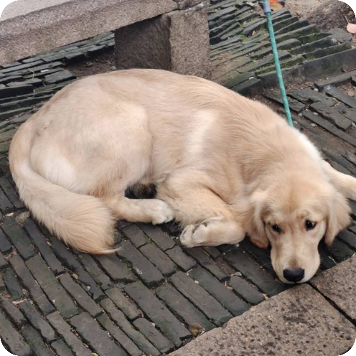 专家头像