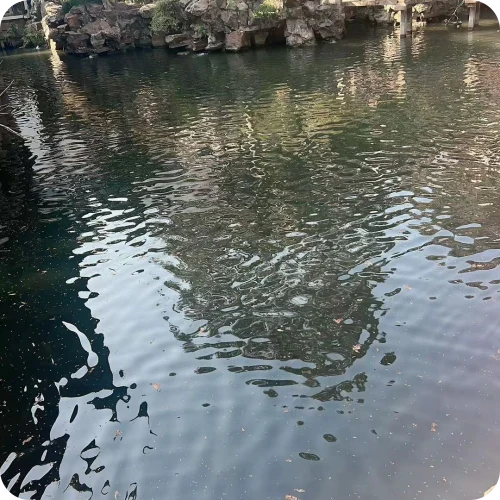 王丽辉