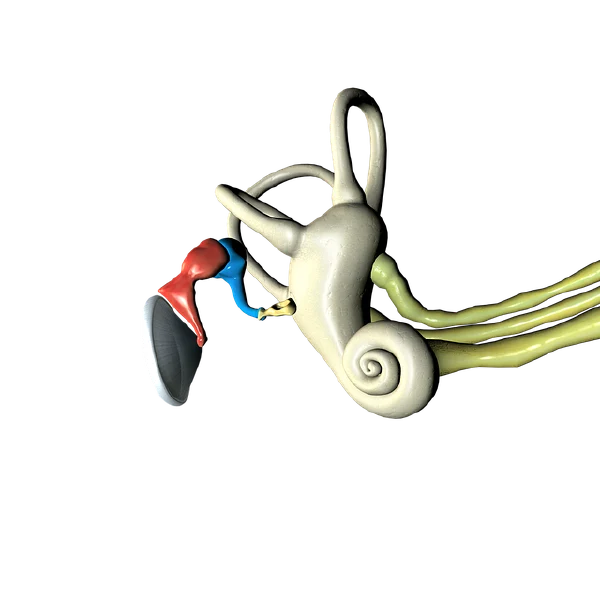 探秘耳前瘘管——从诊断到预防的全面指南