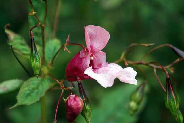 科普，<span style="color: #da4707">灰指甲</span>难治愈？那是你还没发现凤仙花的妙处！