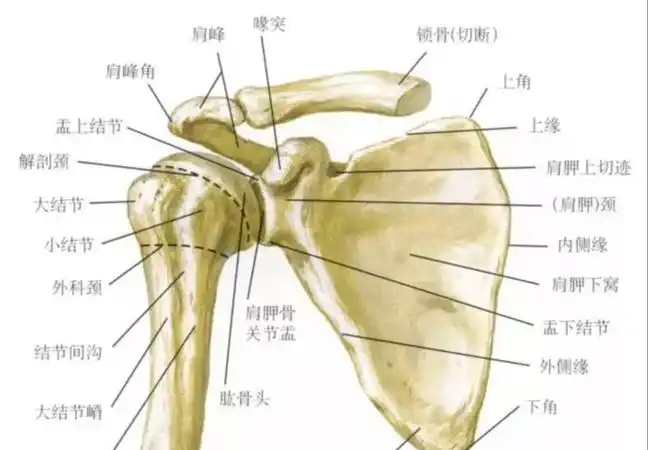 肱骨大结节骨折：诊断与治疗全解析