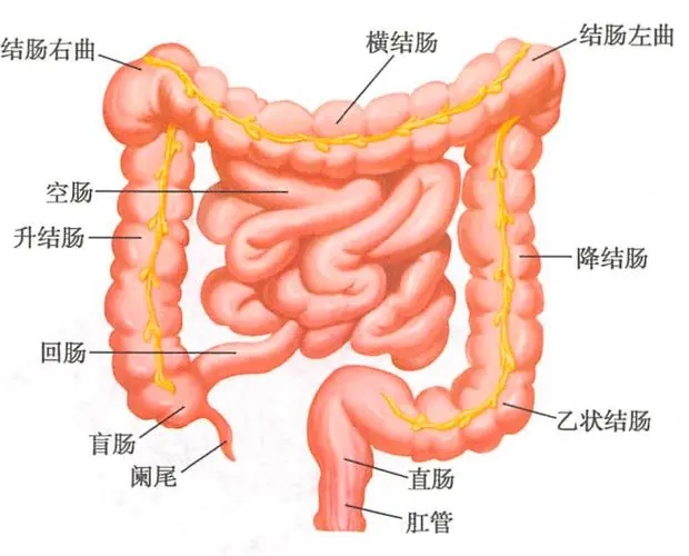 乙状结肠肿瘤，你需要知道的一切！—— 从症状到预防封面图
