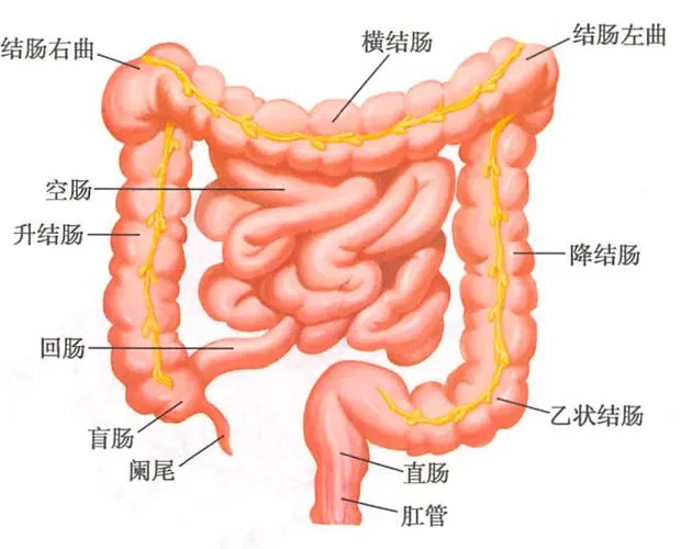 乙状结肠肿瘤，你需要知道的一切！—— 从症状到预防