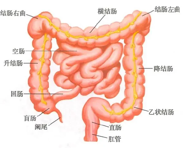 乙状结肠肿瘤,你需要知道的一切!—— 从症状到预防