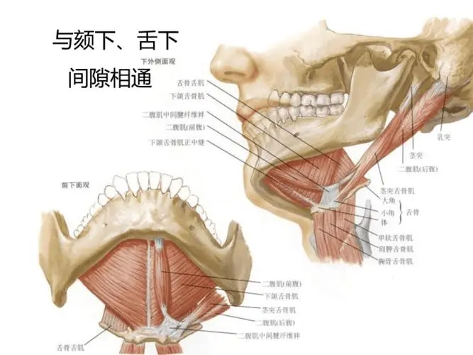 揭秘<span style="color: #da4707">颌</span>面间隙感染——须重视的潜在威胁！