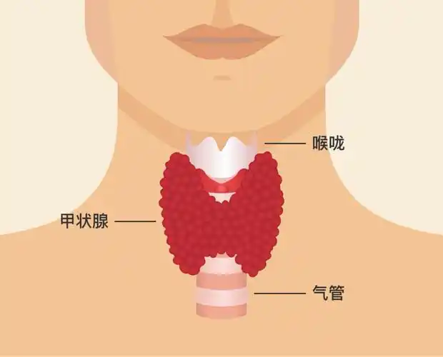 原发性高血压及甲状腺功能减退症的综合管理