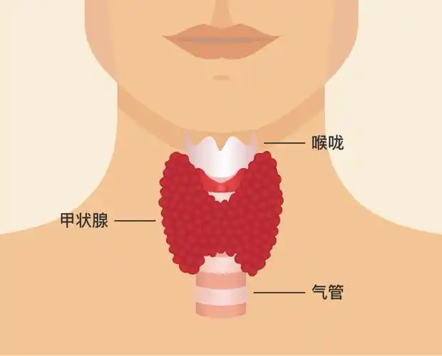 原发性高血压及甲状腺功能减退症的综合管理封面图