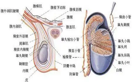 关爱男性健康：解读急性附睾炎及其预防封面图